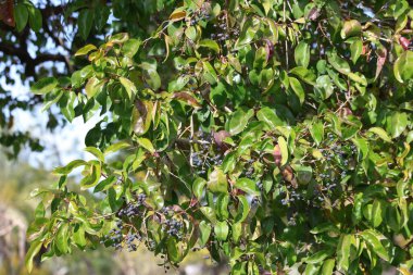 Wax-leaf privet (Ligustrum japonicum) with black berries clipart