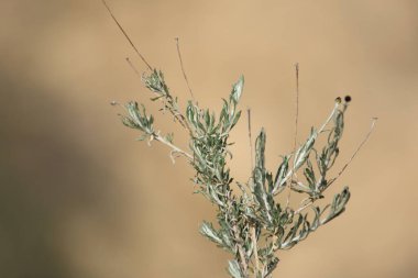 Rock Phagnalon (Phagnalon rupestre) bitkisinin bir dalına yakın çekim