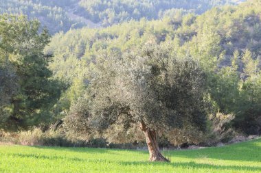 Buğday tarlasının ortasında yaşlı bir zeytin ağacı.