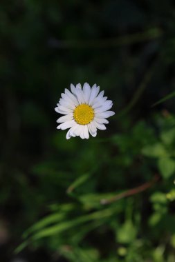 Bir papatya çiçeğine yaklaş.