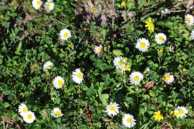 Tarladaki papatya çiçeklerini kapatın.