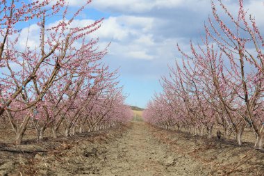 Meyve bahçesinde pembe çiçekleri olan şeftali ağaçları.