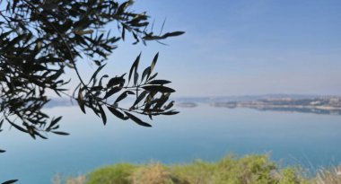 Mavi gölün arka planında zeytin dalı