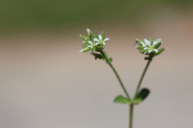Serastium glomeratum thuill çiçeklerini kapat (Yapışkan fare kulaklı civciv otu)