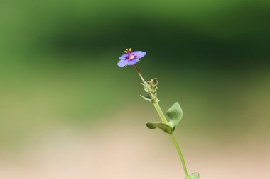 Lysimachia foemina çiçeğinin (mavi farekulağı)