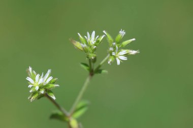 Serastium glomeratum thuill çiçeklerini kapat (Yapışkan fare kulaklı civciv otu)
