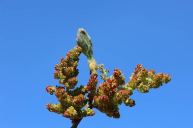 blooms and young leaves of Pistacia terebinthus  in spring clipart