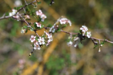 İlkbaharda çiçek açan Akdeniz Şahini (Crataegus azarolus) ağacı