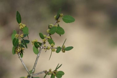 İlkbaharda çiçek açan Sahte Privet (Phillyrea latifolia) şubesi