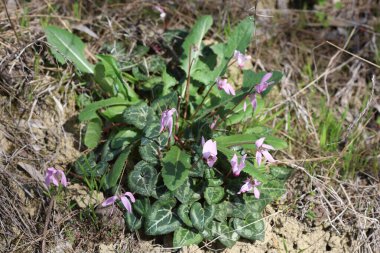Pers siklameni (siklamen persicum) habitatında çiçek açar