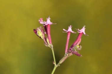 Baharda Silene Nocturna Çiçeği