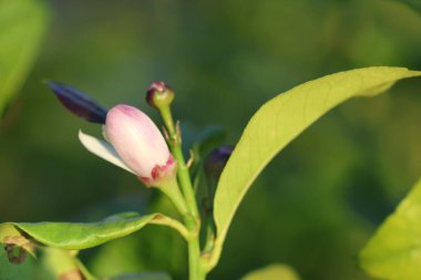 İlkbaharda ağaçta limon açar.