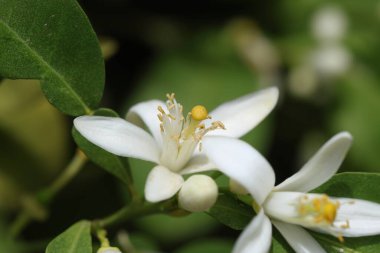İlkbaharda portakal çiçeğini kapat.