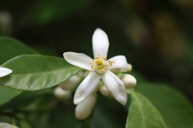 İlkbaharda portakal çiçeklerini kapat.