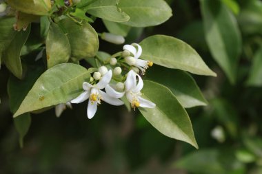 İlkbaharda portakal çiçeklerini kapat.