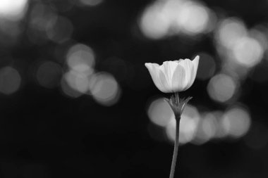 Bokeh 'in güzel arka planında izole edilmiş bir deniz şakayığı çiçeği. Siyah beyaz fotoğraf. 