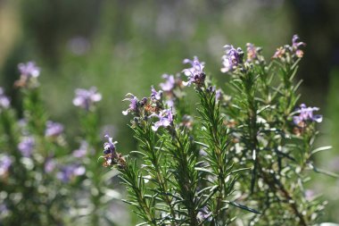 Baharda açan biberiye dalları