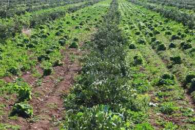 Tarım ortamında narenciye ağaçları arasında marul yetiştiriyorum..