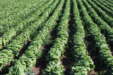 Tarlada sıralanmış marul bitkileri