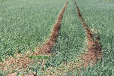 Baharda tarlada yeşil soğan bitkileri