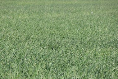 Baharda tarlada yeşil soğan bitkileri