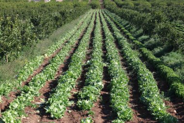 Tarım ortamında narenciye ağaçları arasında marul yetiştiriyorum.