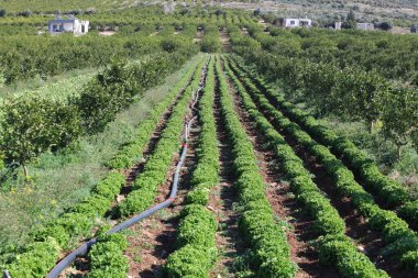 Tarım ortamında narenciye ağaçları arasında marul yetiştiriyorum.