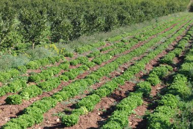 Tarım ortamında narenciye ağaçları arasında marul yetiştiriyorum.