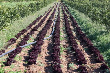 Tarımsal bir ortamda narenciye ağaçları arasında Lollo Rossa marulu yetiştiriyor.