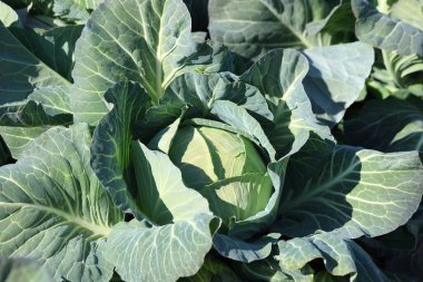 Tarladaki bir lahana bitkisinin kapağını kapatın.