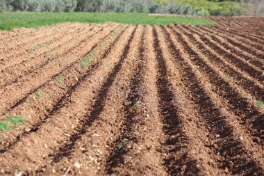 Patates tarlasında yıpranmış bitkilerle buz hasarı açıkça görülüyor.