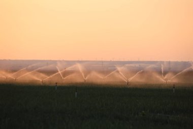 Gün batımında bir soğan tarlasının fıskiyeleri.