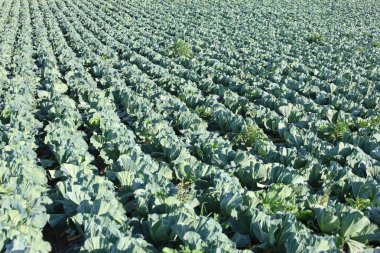 Tarlada beyaz lahana bitkileri