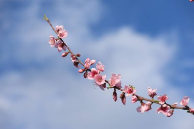 Şeftali ağacı baharın başlarında çiçek açar.