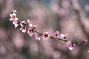 Şeftali ağacı baharın başlarında çiçek açar.