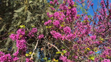 İlkbaharda Cercis silikastrum (Judas ağacı) çiçekleri