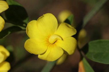 İlkbaharda Primrose Jasmine 'in (Jasminum primulinum) kapanışı