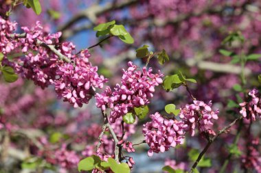 İlkbaharda Cercis silikastrum (Judas ağacı) çiçekleri