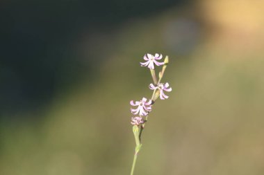 Baharda Silene Nocturna Çiçeği