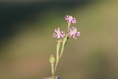 Baharda Silene Nocturna Çiçeği
