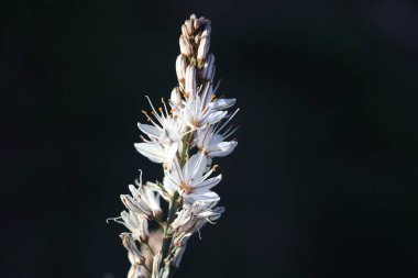 Beyaz asphodel (Asphodelus albus) çiçeklerini kapat