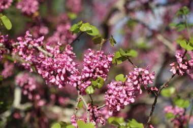 İlkbaharda Cercis silikastrum (Judas ağacı) çiçekleri