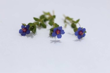 Beyaz arka planda izole edilmiş Lysimachia foemina çiçeğine (mavi farekulağı) yakın plan