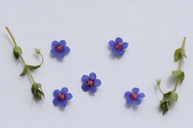 Beyaz arka planda izole edilmiş Lysimachia foemina çiçeğine (mavi farekulağı) yakın plan