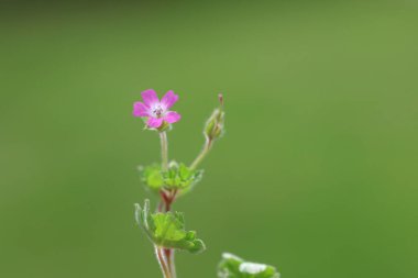 Sibirya sardunya çiçeği veya Sibirya Turna gagası (Geranium sibiricum)