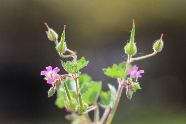 Sibirya sardunya çiçeği veya Sibirya Turna gagası (Geranium sibiricum)