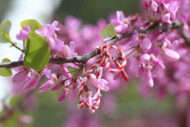 İlkbaharda Cercis silikastrum (Judas ağacı) çiçekleri