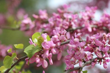 İlkbaharda Cercis silikastrum (Judas ağacı) çiçekleri