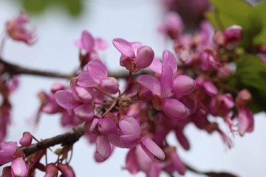 İlkbaharda Cercis silikastrum (Judas ağacı) çiçekleri