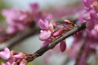 İlkbaharda Cercis silikastrum (Judas ağacı) çiçekleri